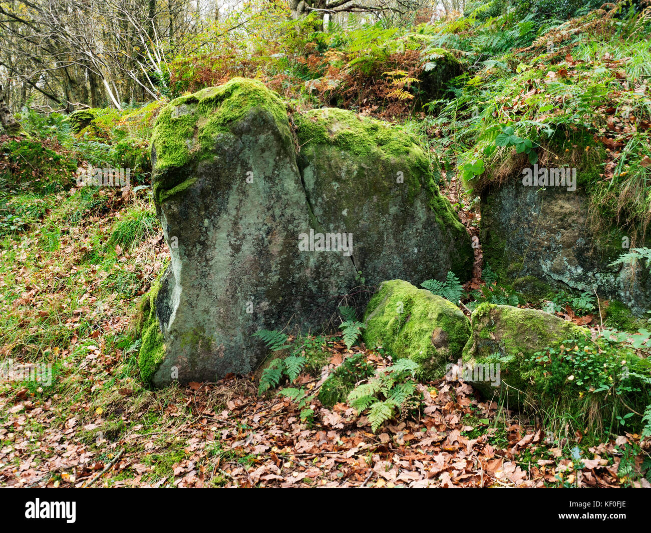 Mossy Rock in Guisecliff Wood Pateley Bridge Yorkshire England Stock