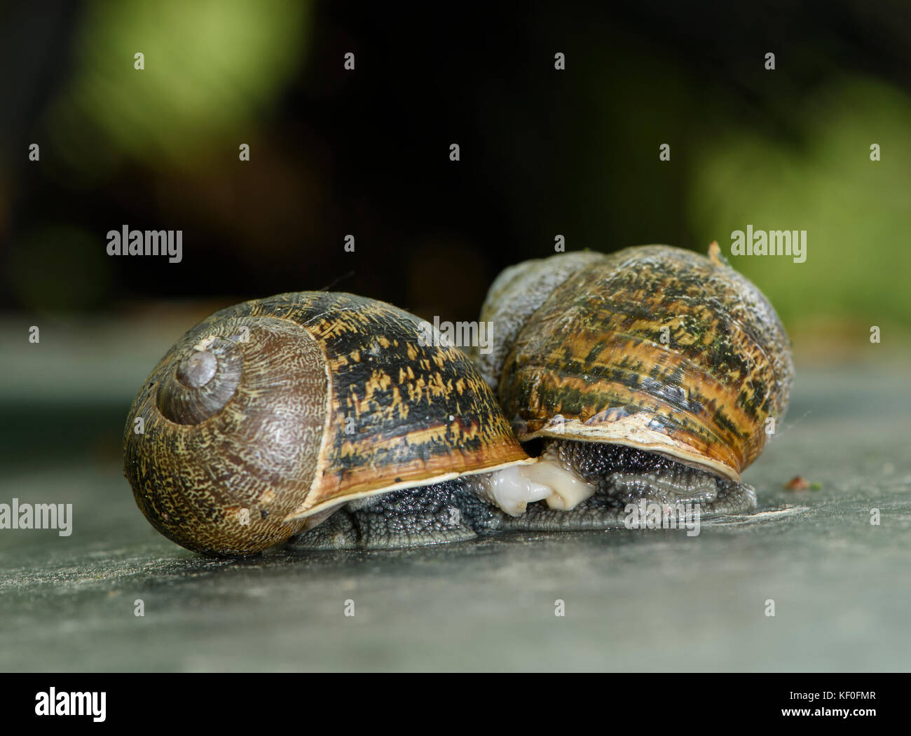 Two snails mating hires stock photography and images Alamy