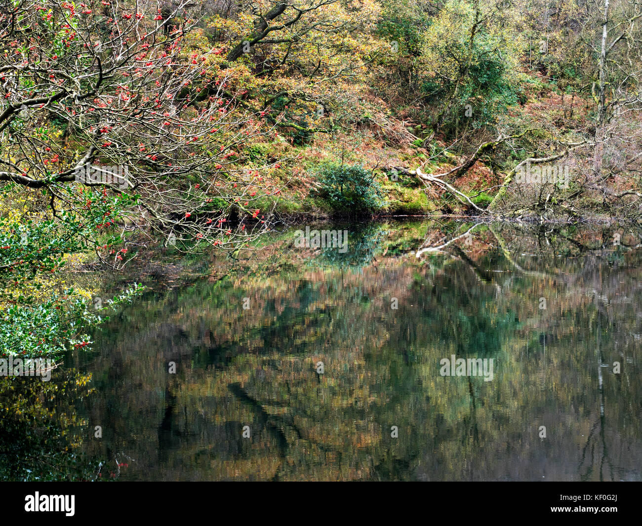 Colourful Autumn Trees Reflected in Guisecliff Tarn in Guisecliff Wood near Pateley Bridge Yorkshire England Stock Photo