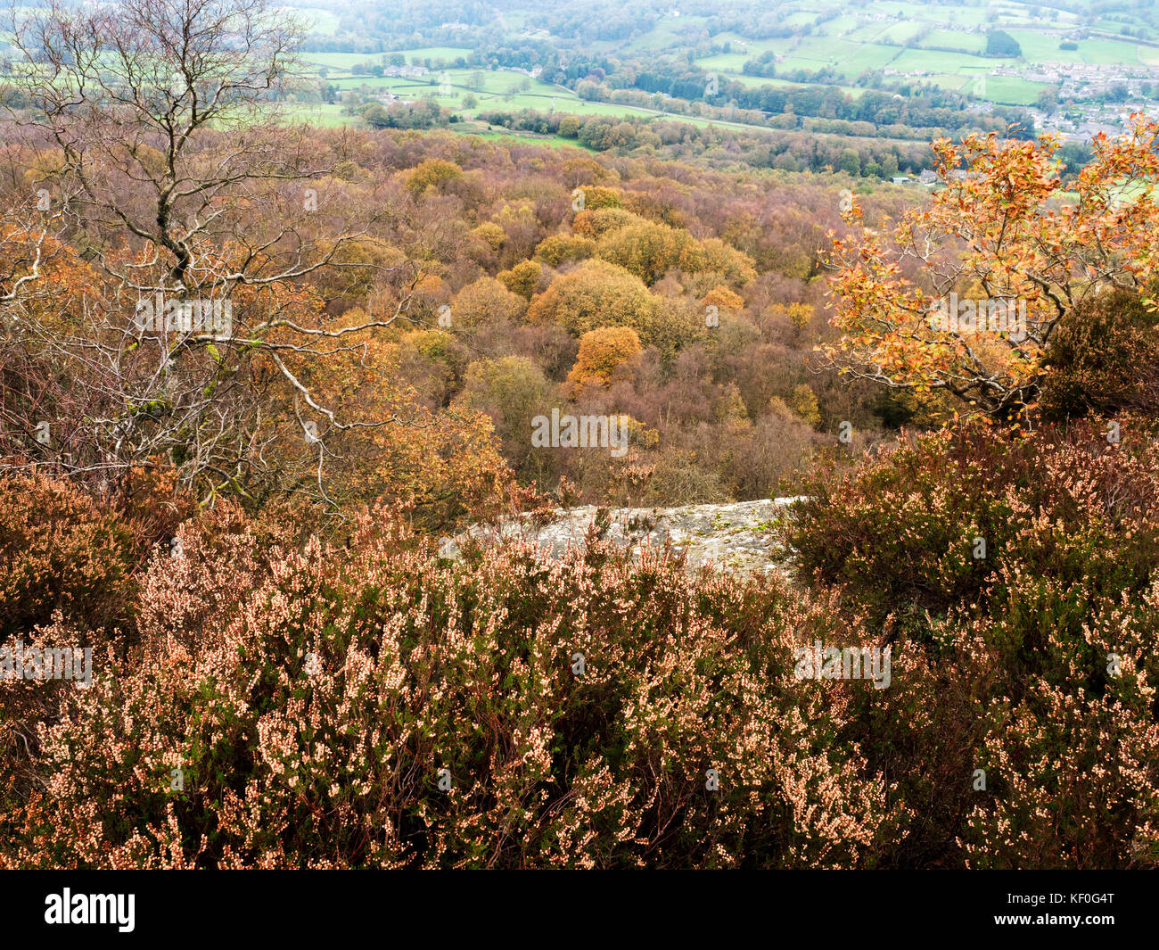 Autumn Colours in Guisecliff Wood from Guise Cliff near Pateley Bridge Yorkshire England Stock Photo