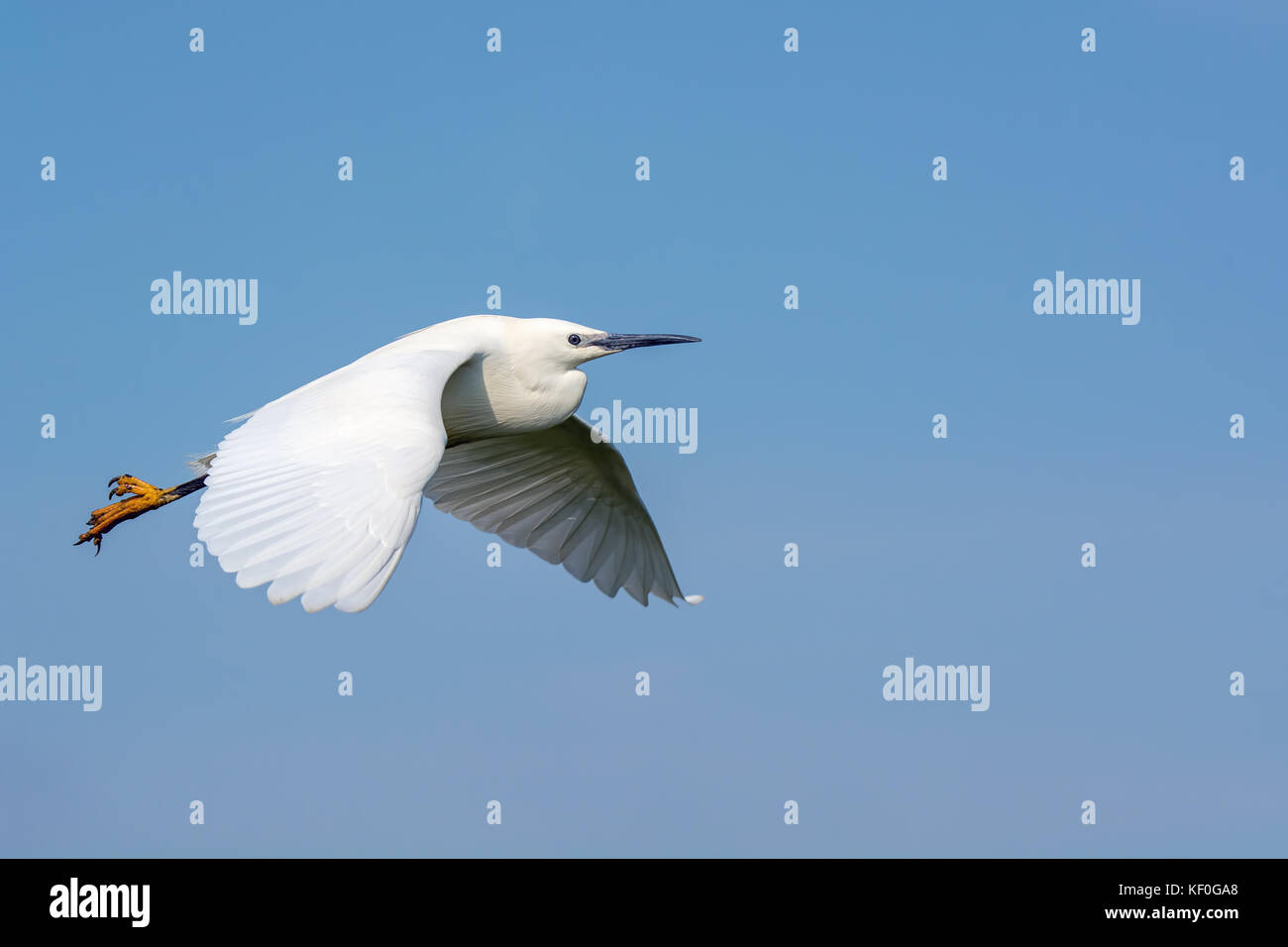 Little Egret in flight over Elmley nature reserve Stock Photo