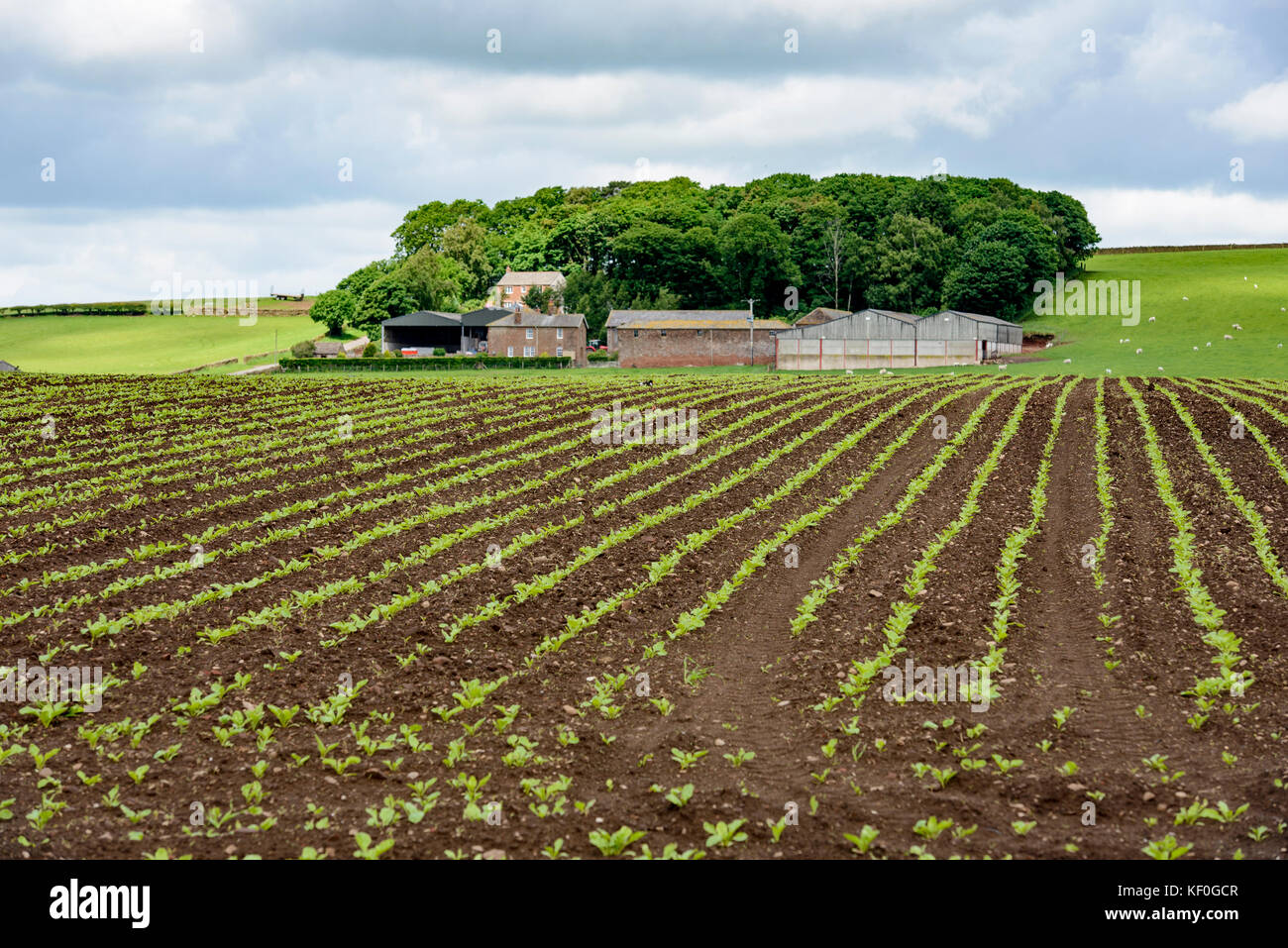 View of root crop growing and farm, near Cumwhitton, Brampton, Carlisle. Stock Photo
