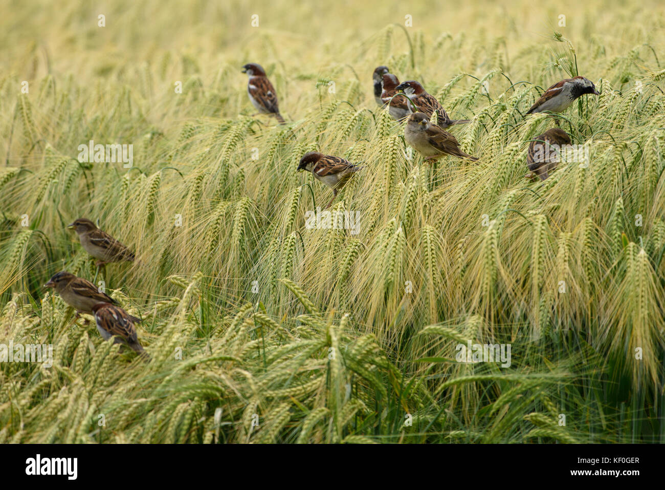 House sparrows eating a crop of barley, Alnwick, Northumberland Stock