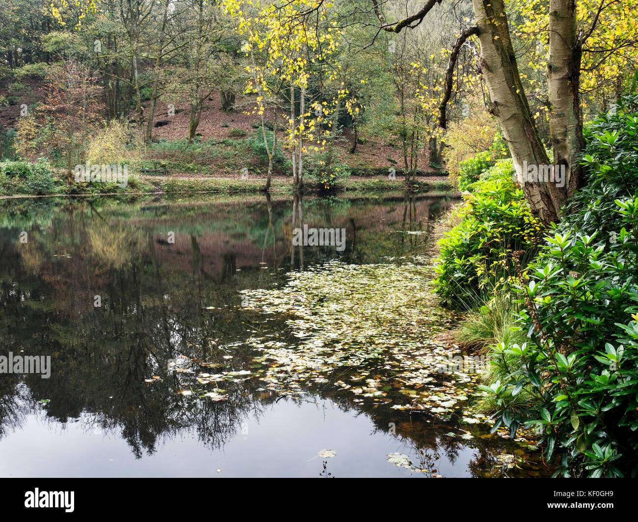 Autumn Colours in Fishpond Wood at Bewerley near Pateley Bridge Yorkshire England Stock Photo