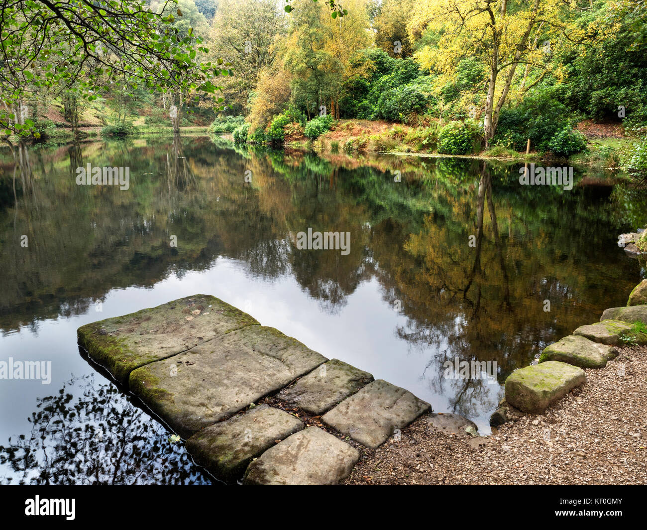 Autumn Colours in Fishpond Wood at Bewerley near Pateley Bridge Yorkshire England Stock Photo