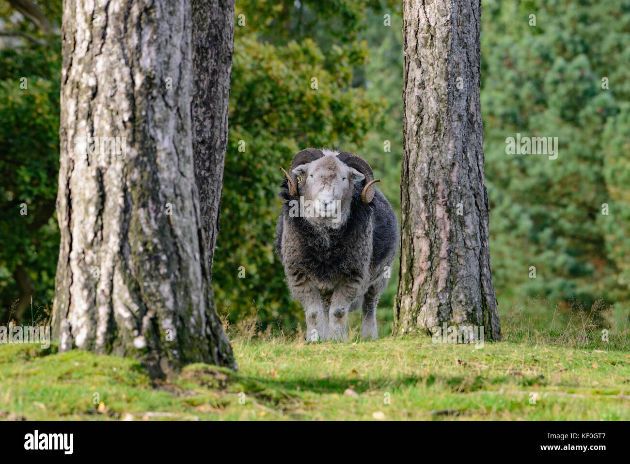 A Herdwick ram in woodland, Stockport, Greater Manchester. Stock Photo