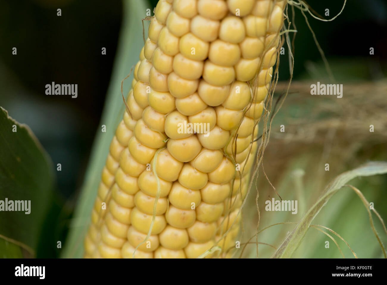 Forage maize cob, Longtown, Cumbria. Stock Photo