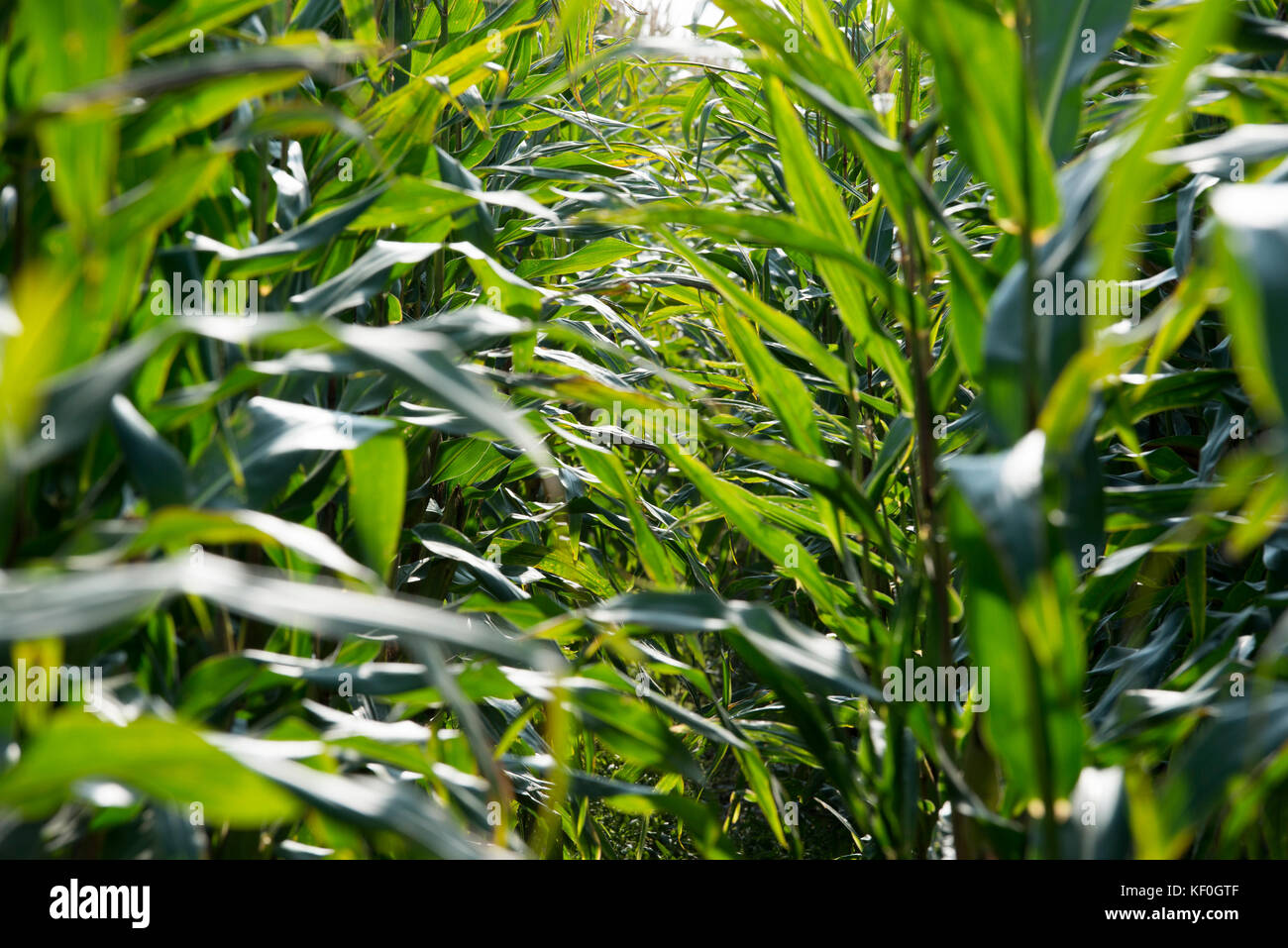 Maize for animal feed hi-res stock photography and images - Alamy