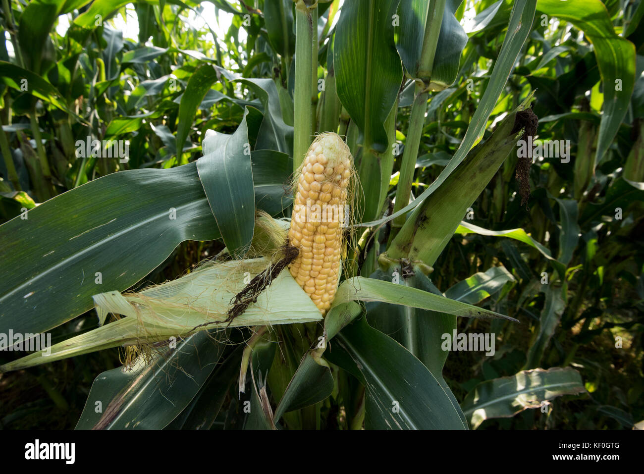 Forage maize cob, Longtown, Cumbria. Stock Photo