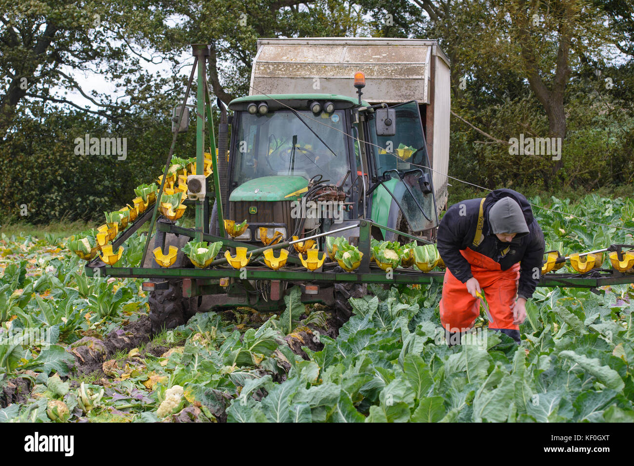 Harvesting cauliflowers Ormskirk, West Lancashire. Stock Photo