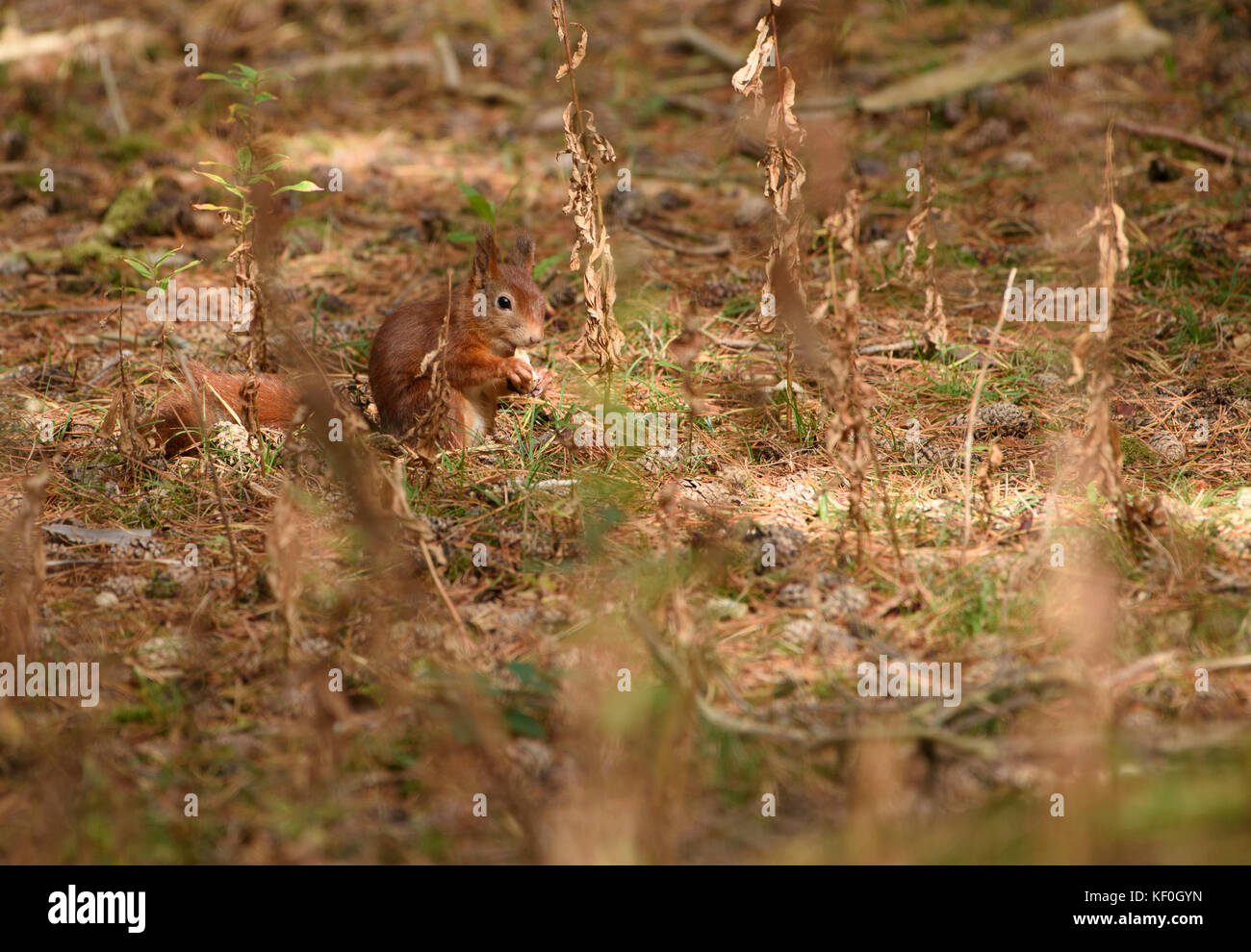 A Red Squirrel at Formby, Sefton, Merseyside. Stock Photo