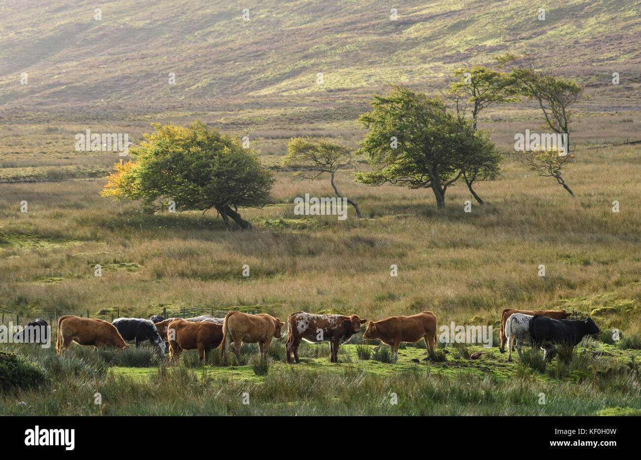 Beef cattle and trees, Marshaw, Lancaster, Lancashire. Stock Photo