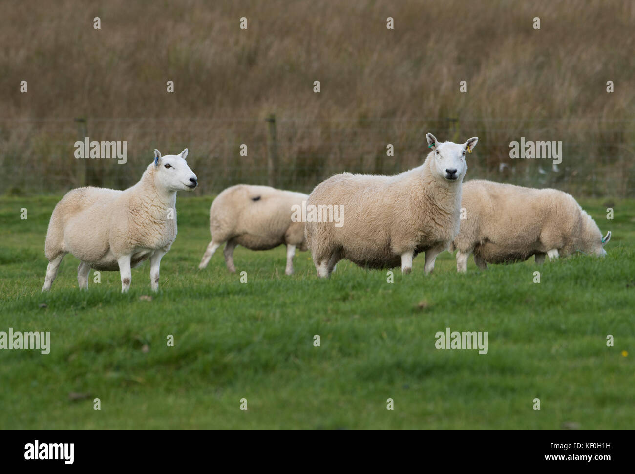 South Country Cheviot ewes, Eskdalemuir, Langholm,  Dumfries and Galloway, Scottish Borders, Scotland. Stock Photo