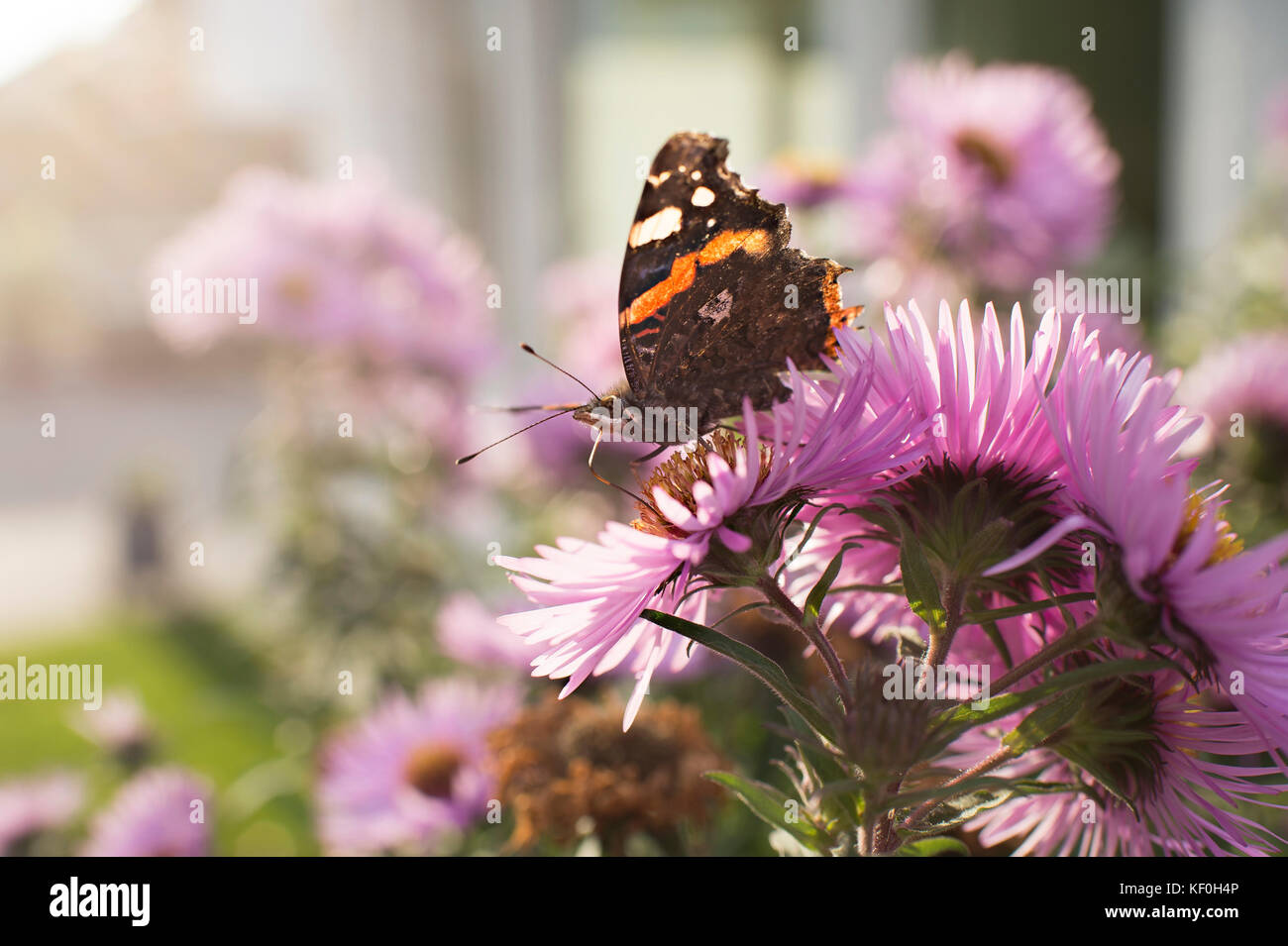 Aster in the back light with an admiral butterfly Stock Photo