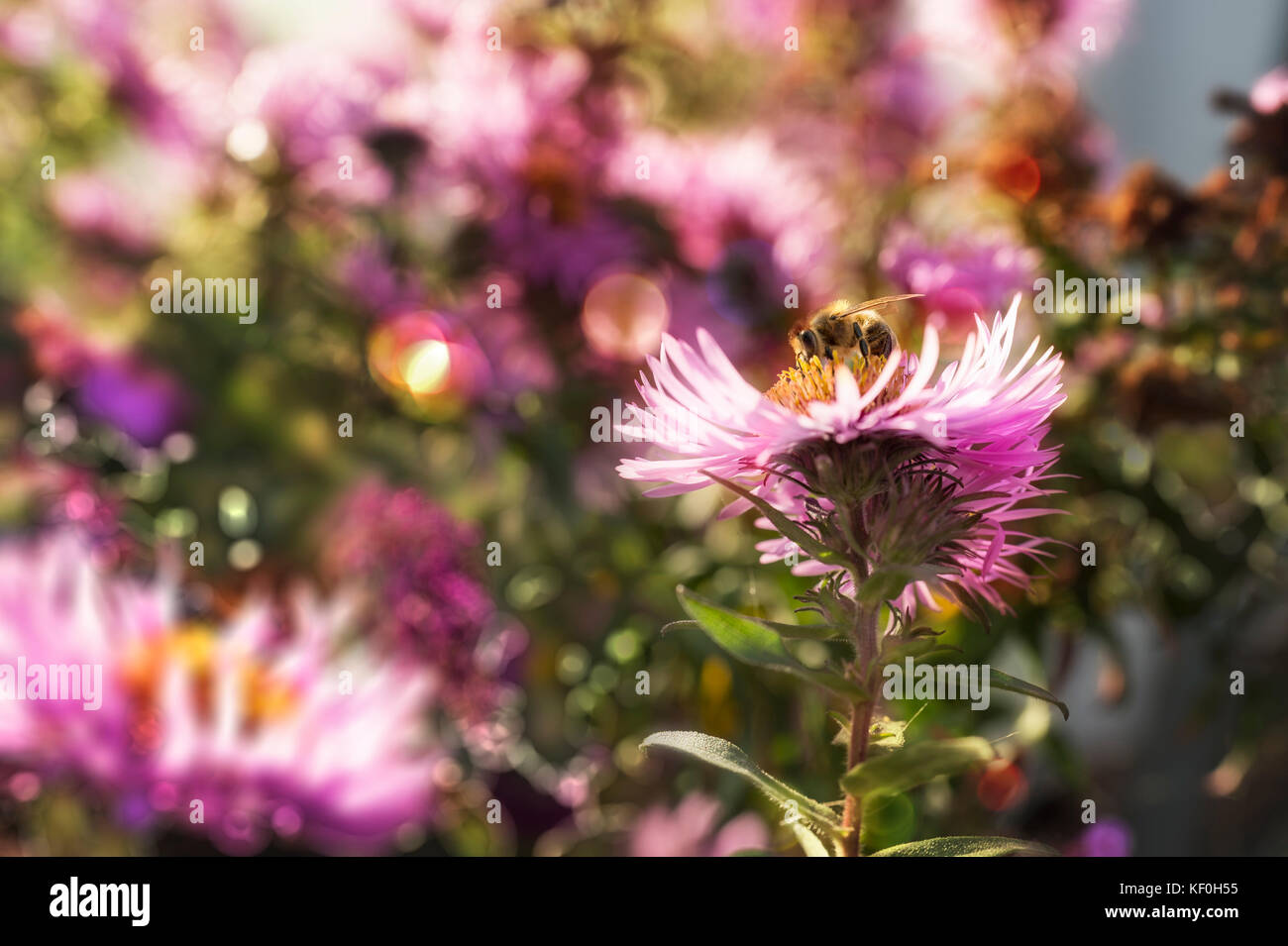 Aster in the back light with a honeybee Stock Photo