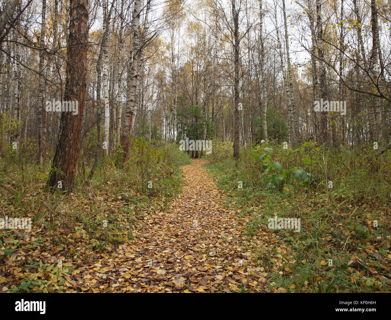 Path in the autumn forest is covered with fallen leaves Stock Photo - Alamy
