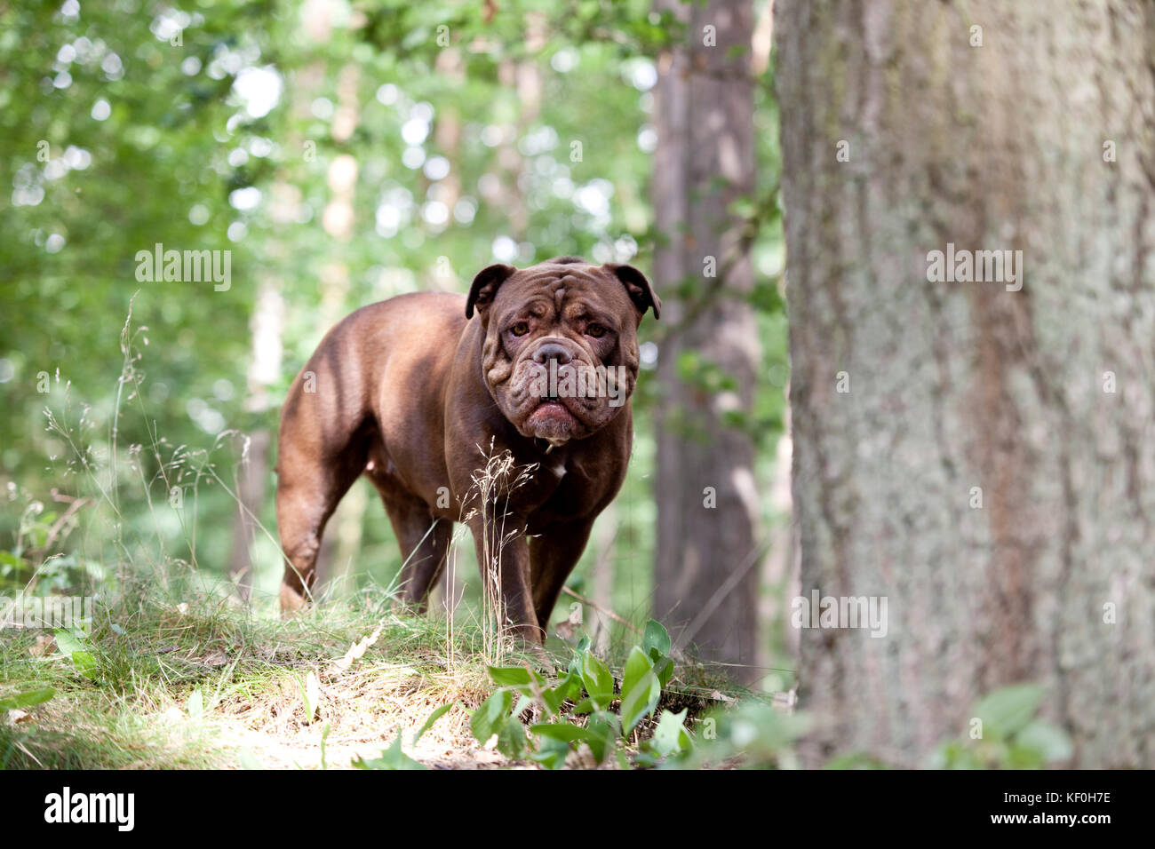 Olde English Bulldogge standing in forest Stock Photo