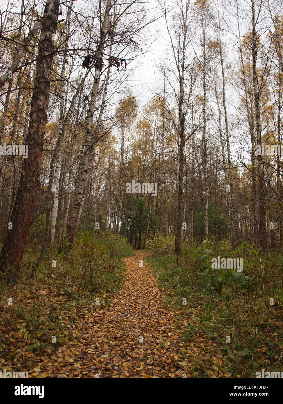 Path in the autumn forest is covered with fallen leaves Stock Photo - Alamy