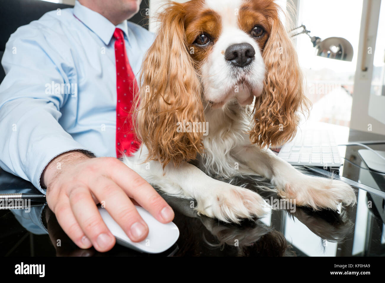 Businessman Sitting At Desk Working With Dog On His Lap Stock
