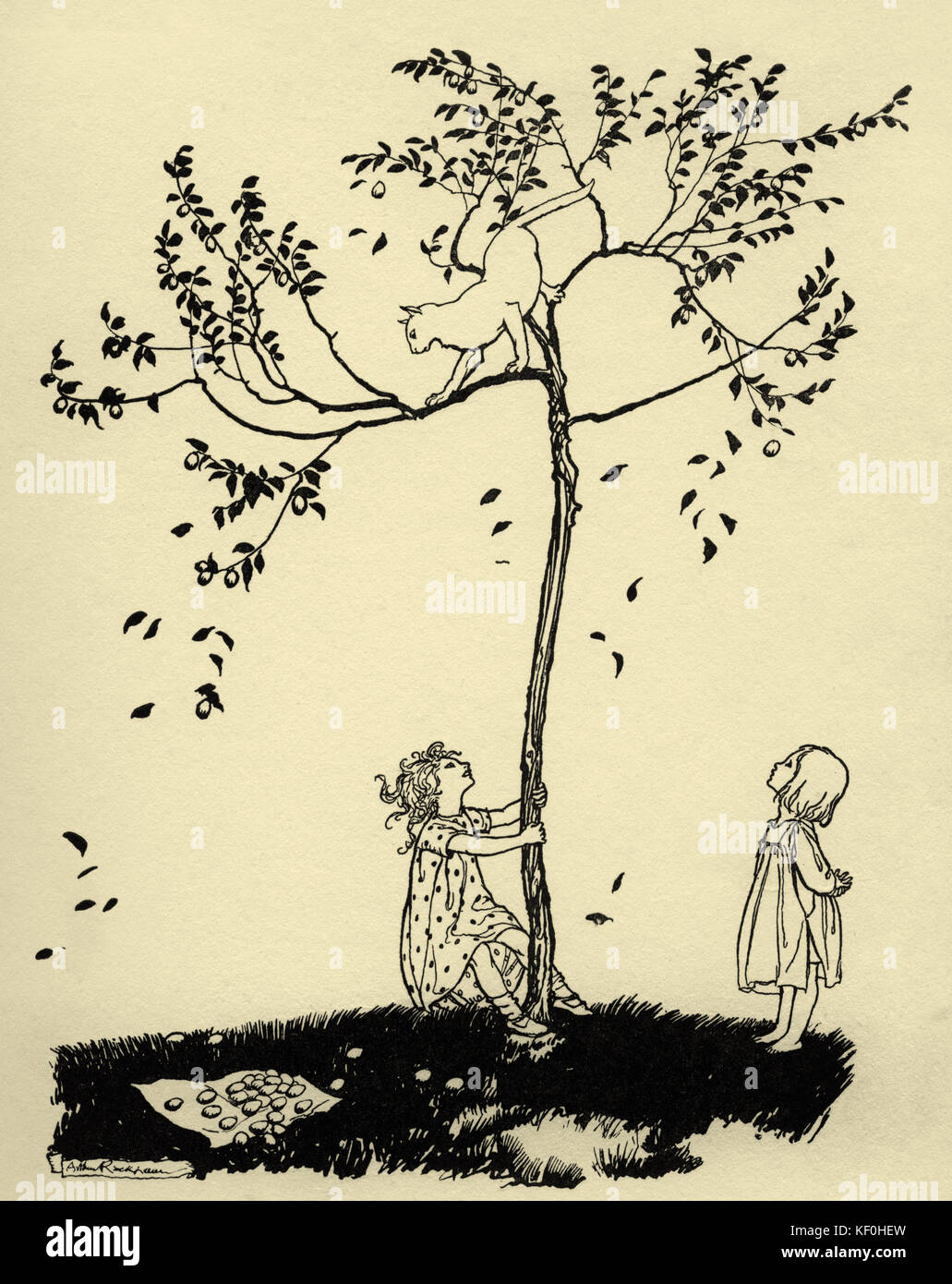 'Diddlety, diddlety, dumpty; / The cat ran up the plum -tree'.  Nursery rhyme, illustration  by Arthur Rackham.  English book illustrator 19 September 1867 – 6 September 1939. Cat stuck up a tree and children trying to shake him down. Stock Photo