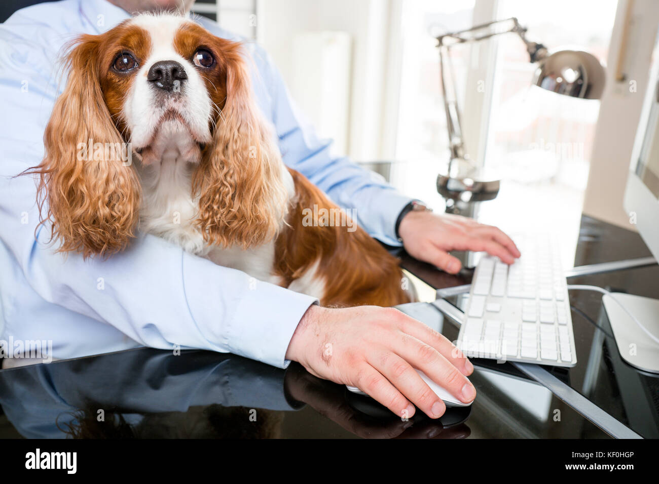 Man With Dog On His Lap Stock Photos Man With Dog On His Lap