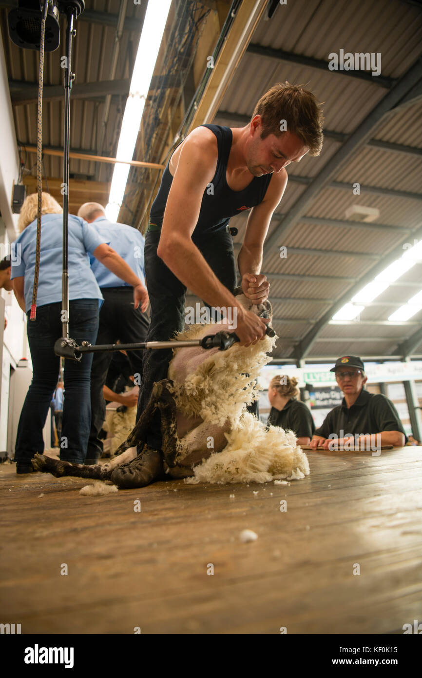 A young farmer competing in the sheep shearing competition at the Royal