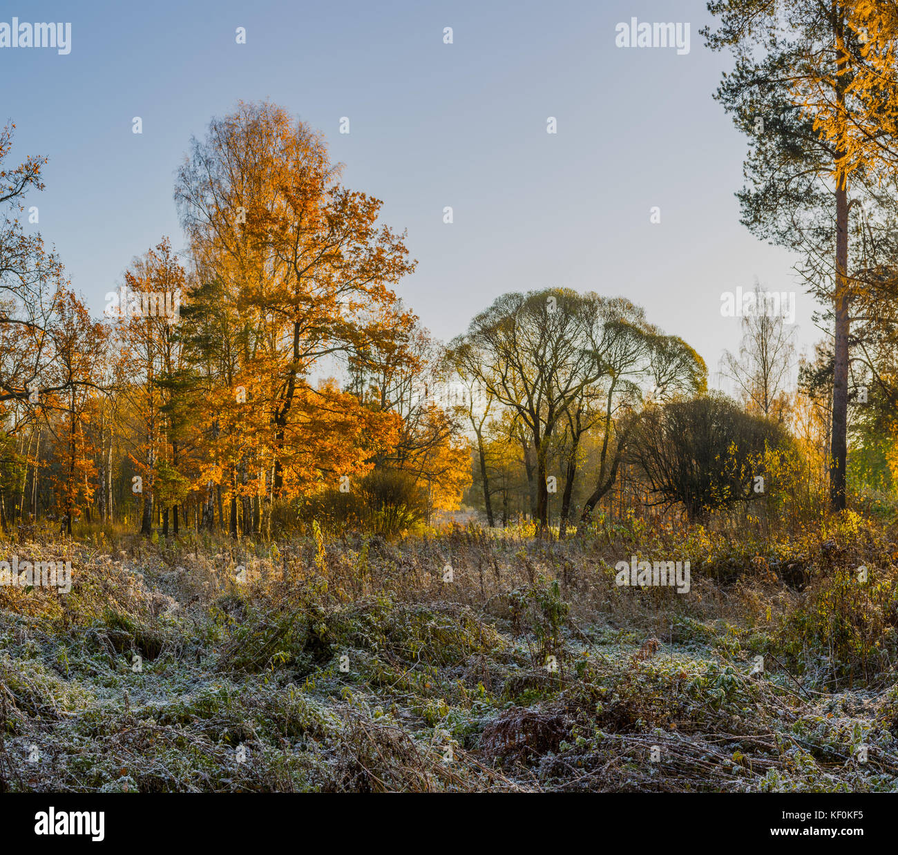Golden autumn in the forest Park Stock Photo - Alamy