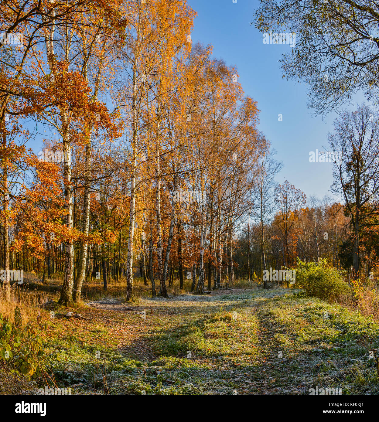 Golden autumn in the forest Park Stock Photo - Alamy