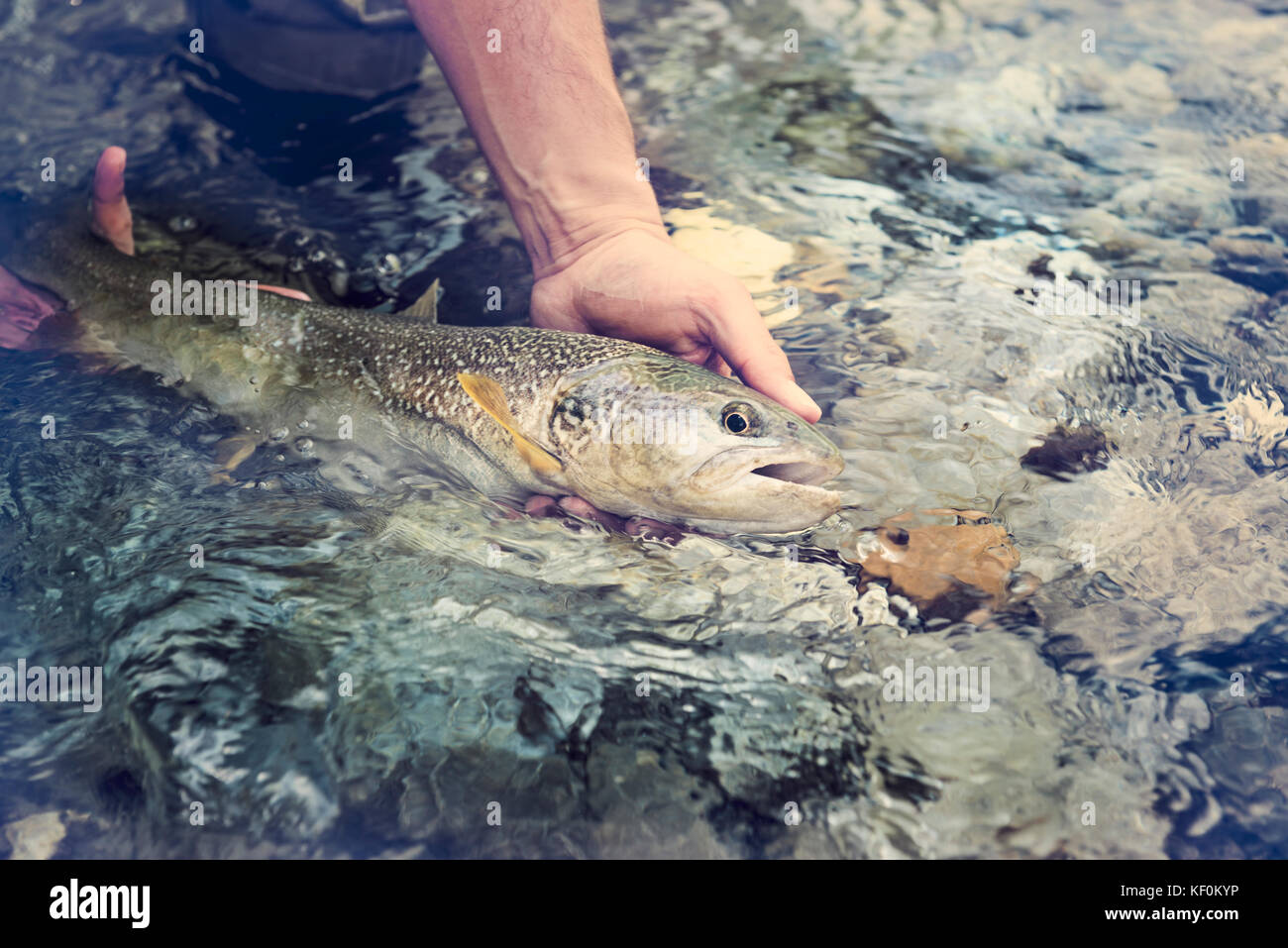 Man fly fishing in soca river catching a fish hires stock photography