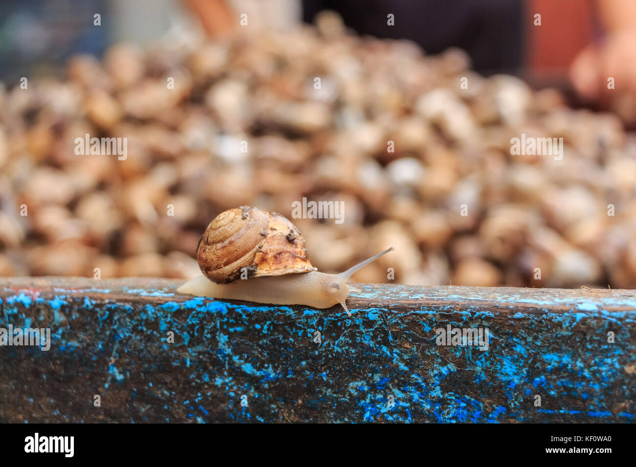 Edible snails on marketplace Stock Photo Alamy