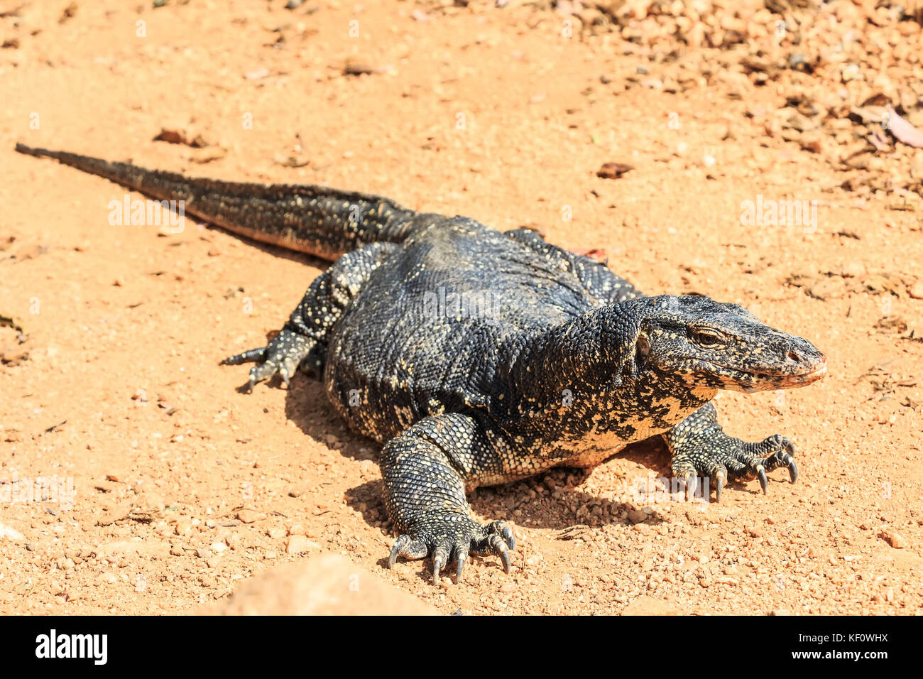 Water monitor lizard Stock Photo Alamy