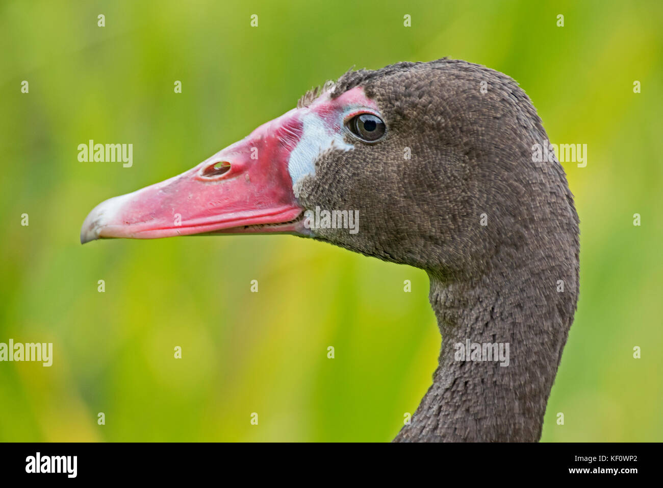 A male Black Spur-winged Goose Stock Photo