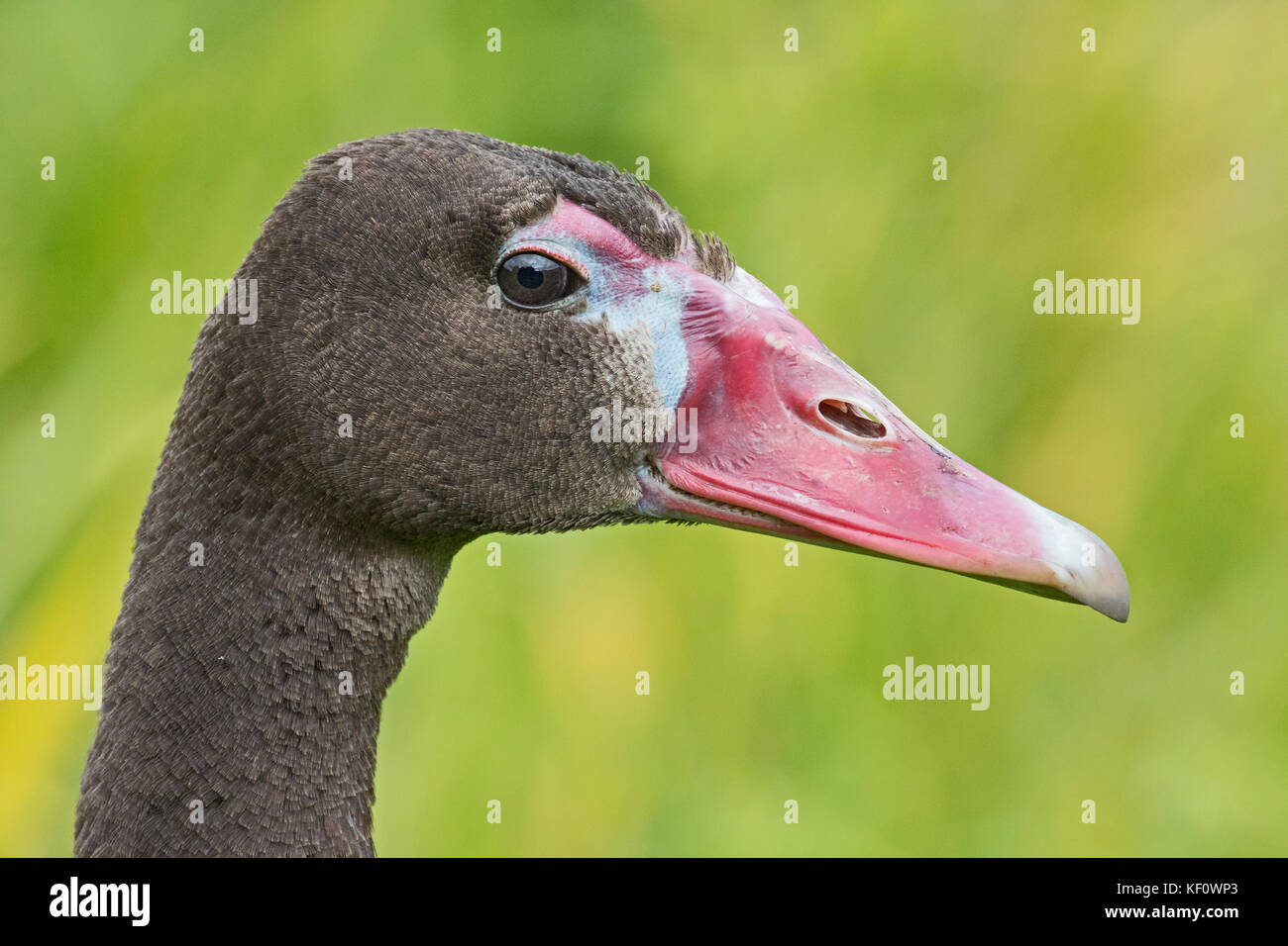 A male Black Spur-winged Goose Stock Photo