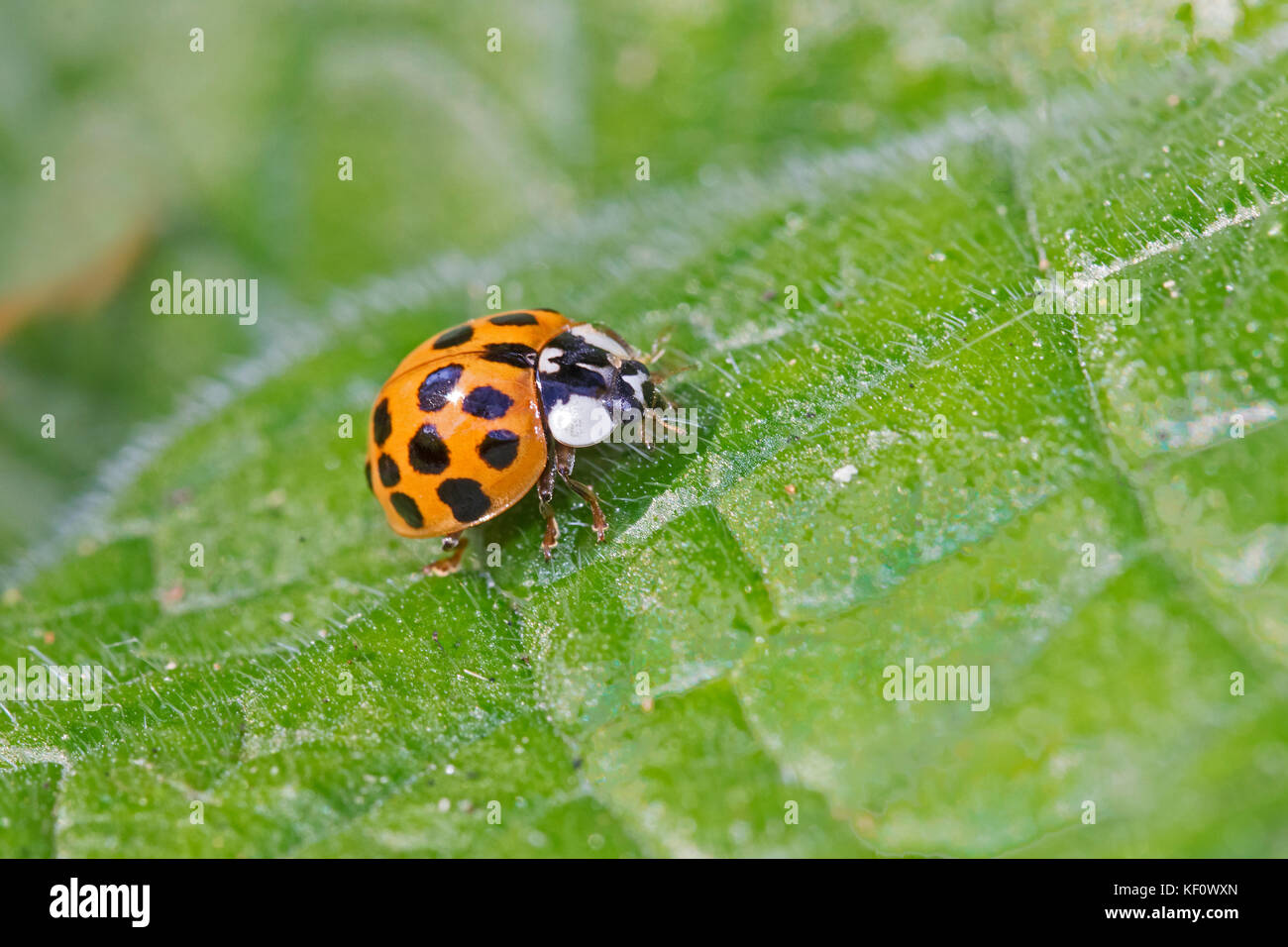 A Black And Yellow Colour Variation Of Harlequin Ladybird Stock Photo A Black And Yellow Colour Variation Of Harlequin Ladybird Stock Photo