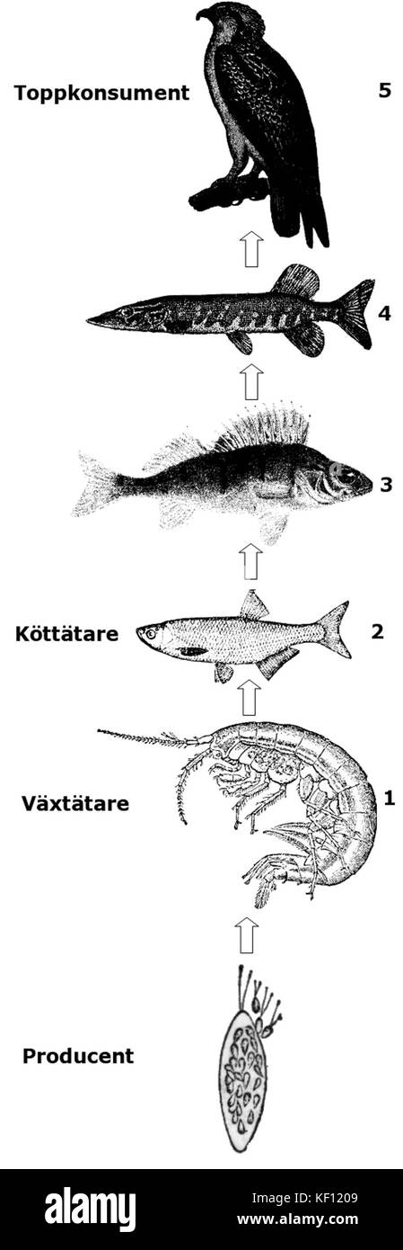 Food chain 2 Stock Photo - Alamy
