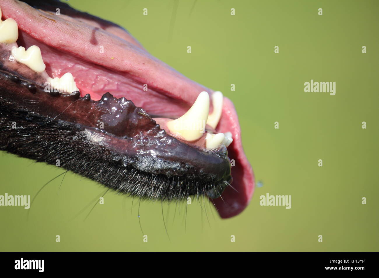 Teething in the jaw of a big Belgian Malinois shepherd dog with fangs and  also the tongue Stock Photo - Alamy, image size:1300x956