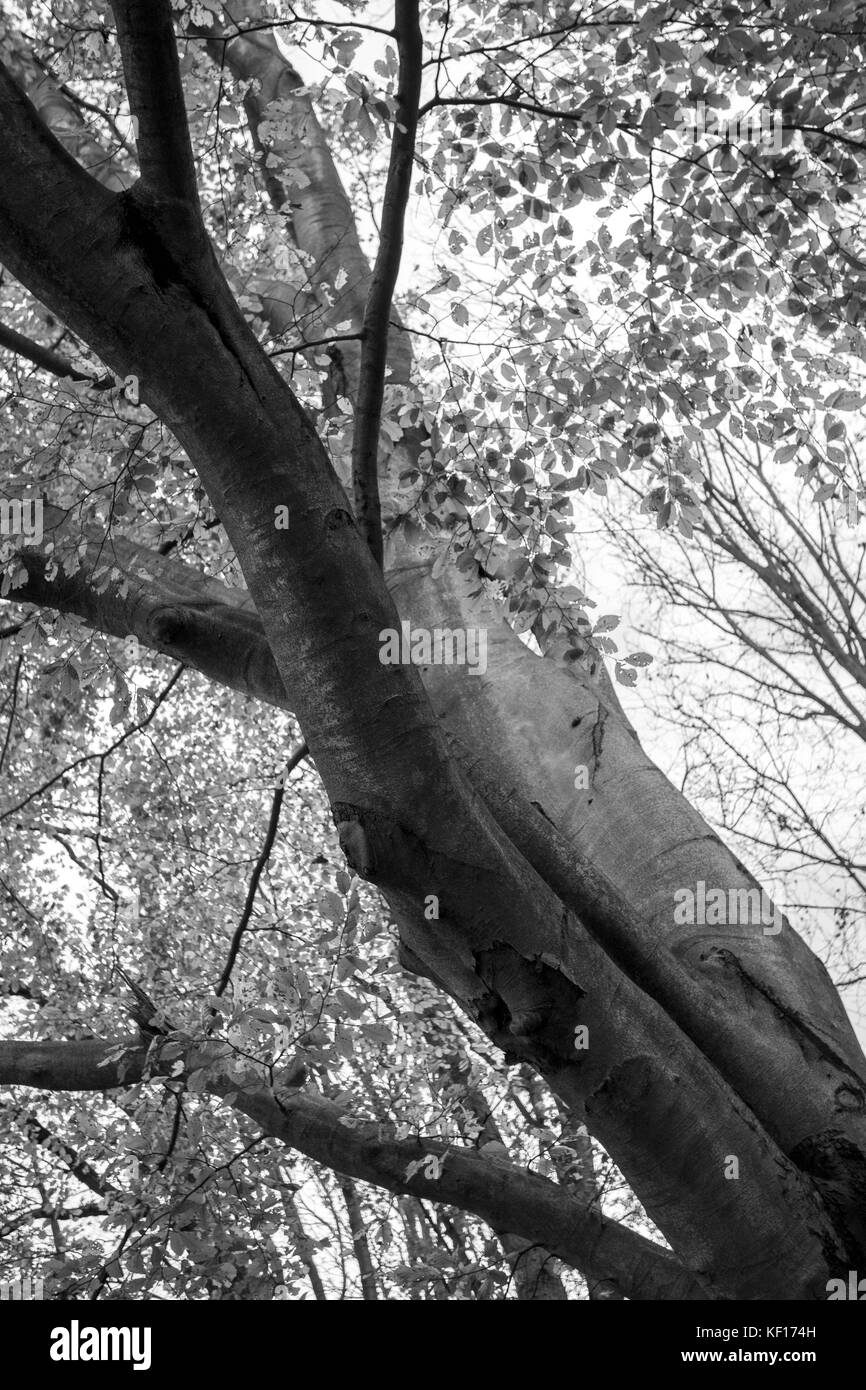 Fagus sylvatica beech tree bark Black and White Stock Photos & Images ...