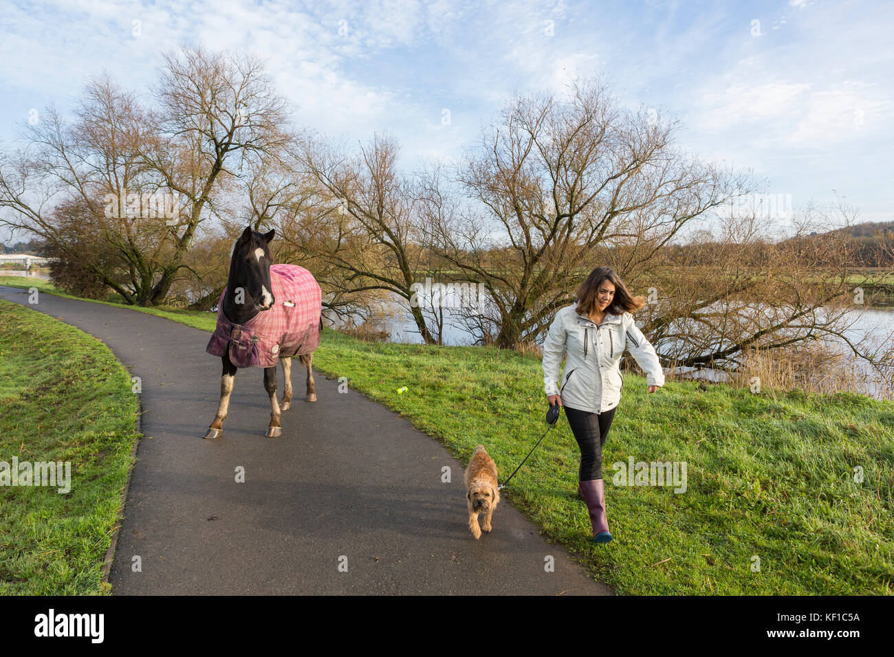 A horse obstructs the path as a woman walks her dog near the river Towy in Carmarthen Stock Photo