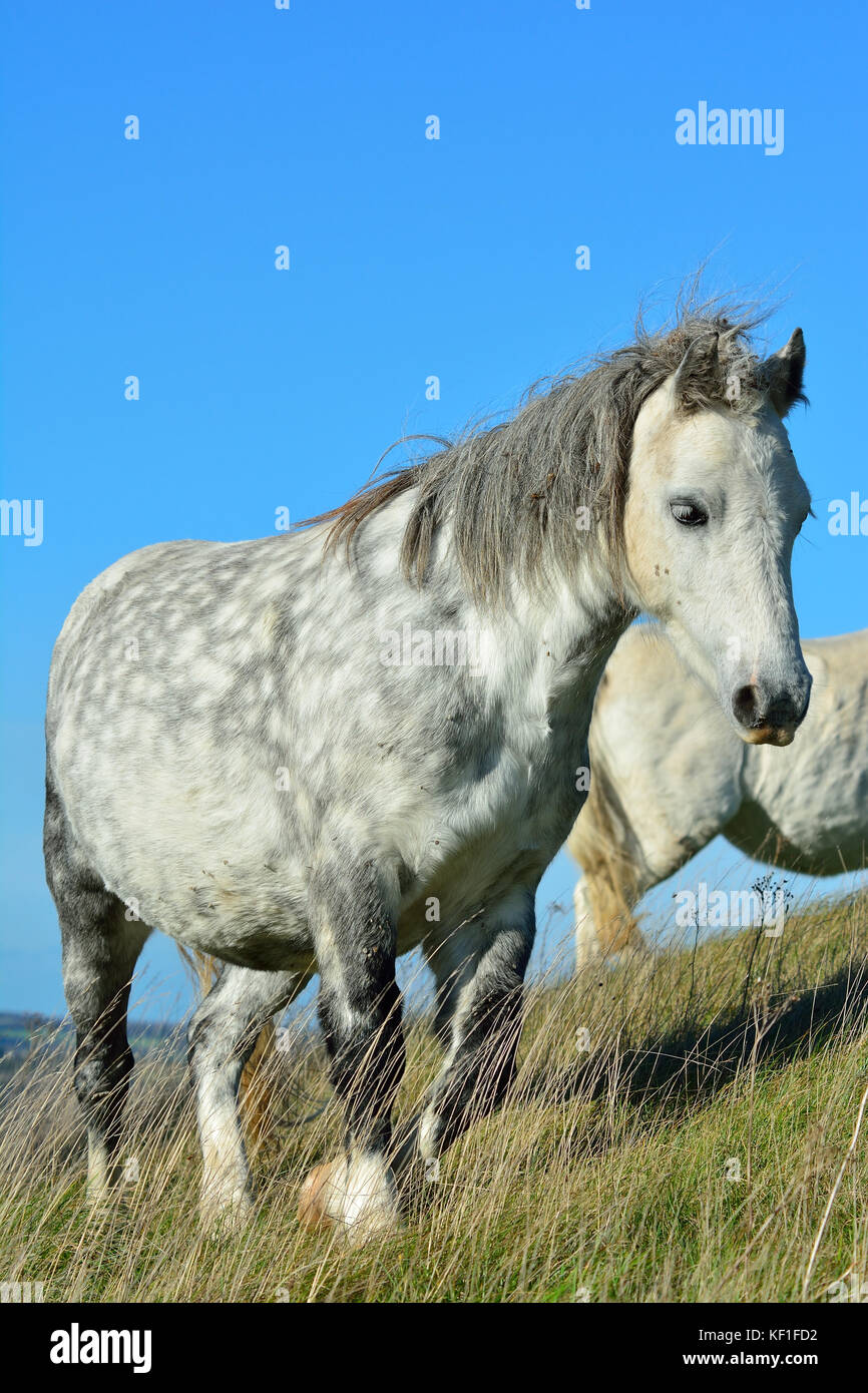 Bedfordshire UK. 25th October 2017 Bright sunshine, Blue Sky & puffy white clouds over Barton Hills National Nature Reserve where wild ponies enjoy the fine weather today, Bedfordshire England, UK. Alamy Live News Stock Photo