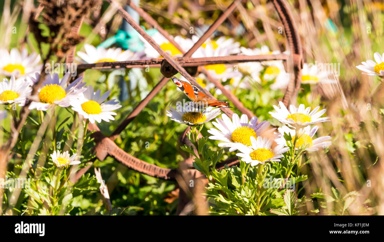 Horizontal photo of garden where are lot of white ox-eye daisy flowers with yellow centers in front of steel sun clocks covered by rust. On one bloom  Stock Photo
