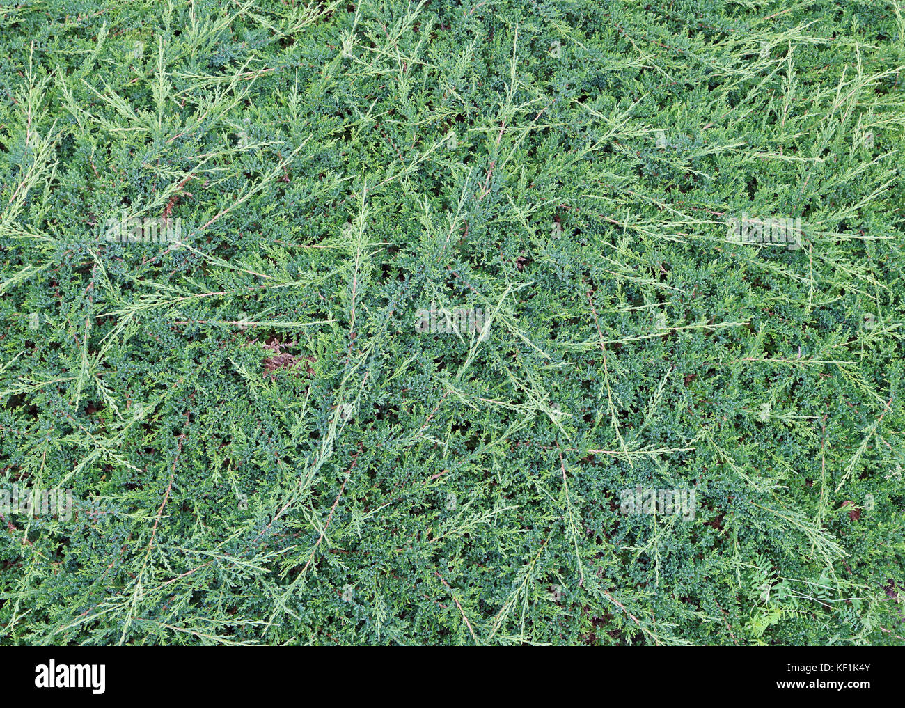 Télécharger gratuitement Images Dwarf Juniper Stock Photos Dwarf Juniper Stock Images Alamy actualisé