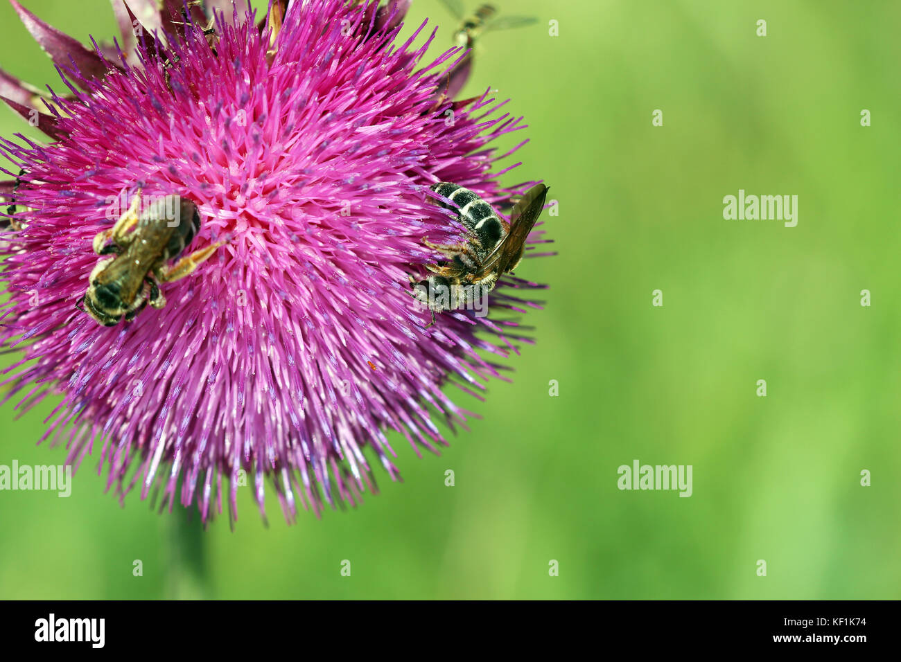 Bees on purple flower hi-res stock photography and images - Alamy