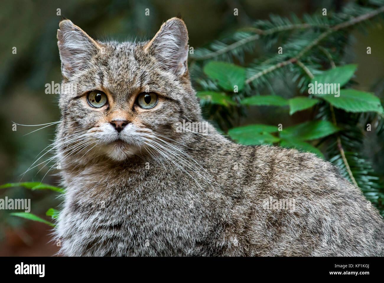 European wildcat / wild cat (Felis silvestris silvestris) close up portrait Stock Photo