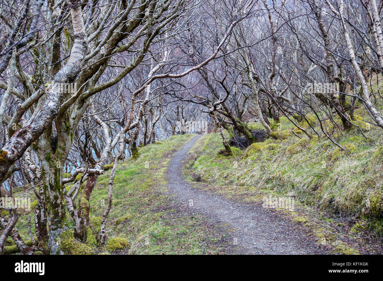 Forest Pathway Leads through Bare Trees Stock Photo