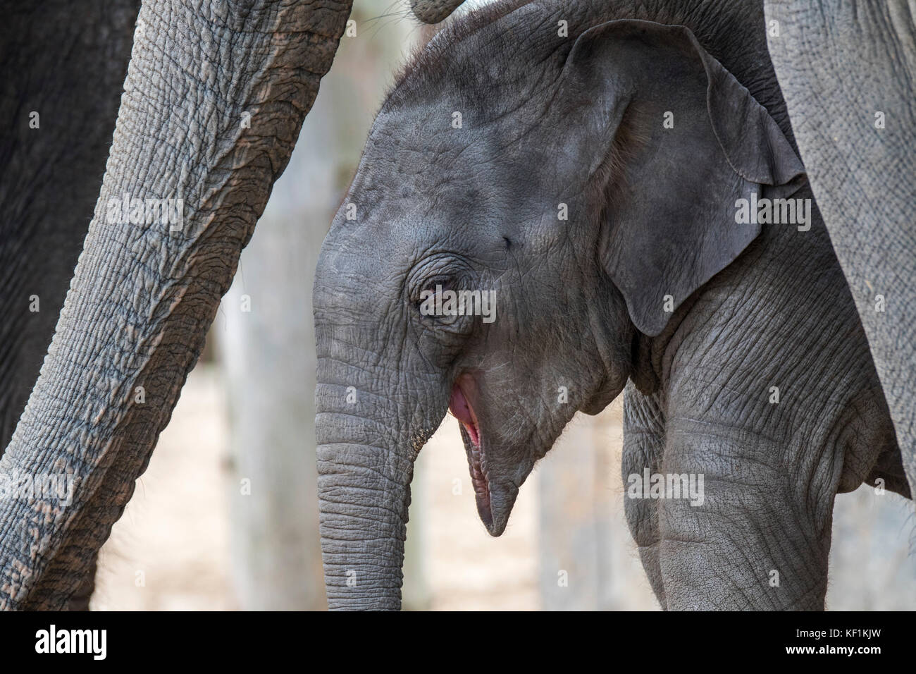 Close up of cute three week old calf in herd of Asian elephants / Asiatic elephant (Elephas maximus) Stock Photo