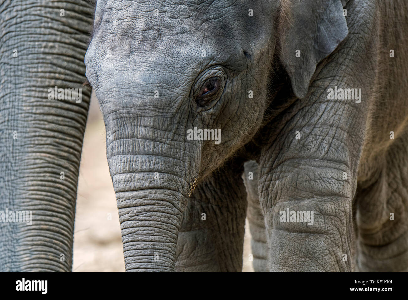 Close up of cute three week old calf in herd of Asian elephants / Asiatic elephant (Elephas maximus) Stock Photo
