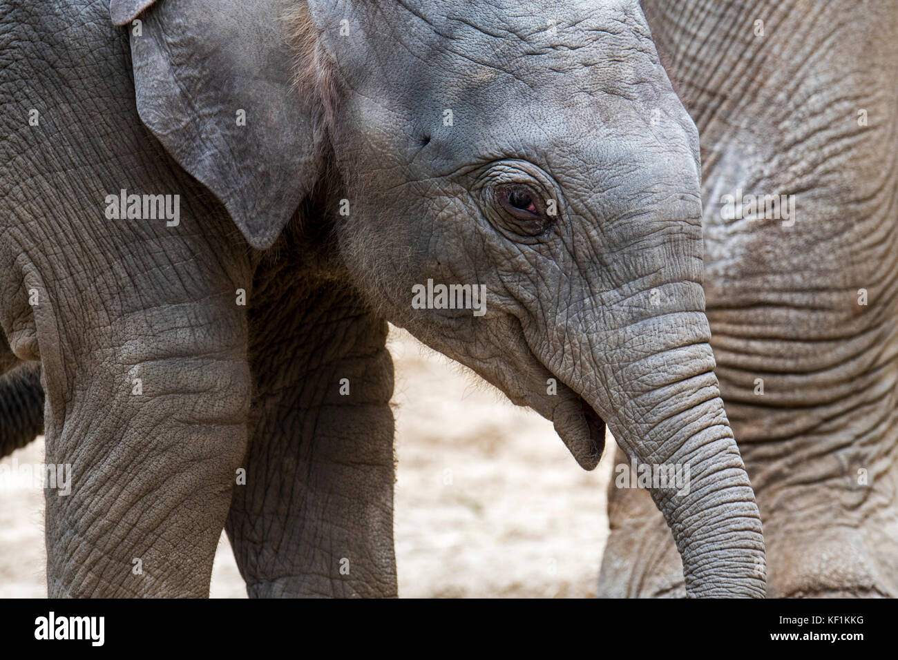 Close up of cute three week old calf in herd of Asian elephants / Asiatic elephant (Elephas maximus) Stock Photo