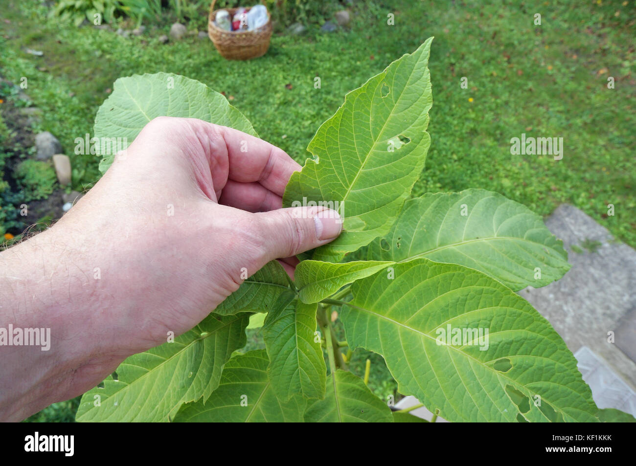An elderly grandpa farmer holds in his hand a leaf of a diseased plant. Real outdoor shot with soft focus Stock Photo
