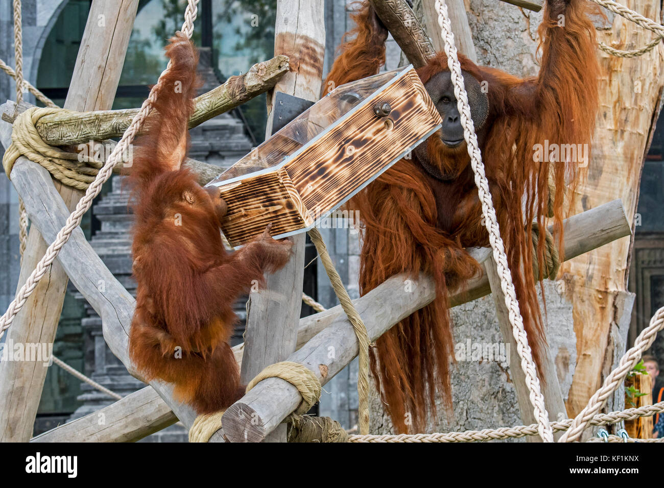 Sumatran Orangutan Orang Utan Pongo Abelii Male And