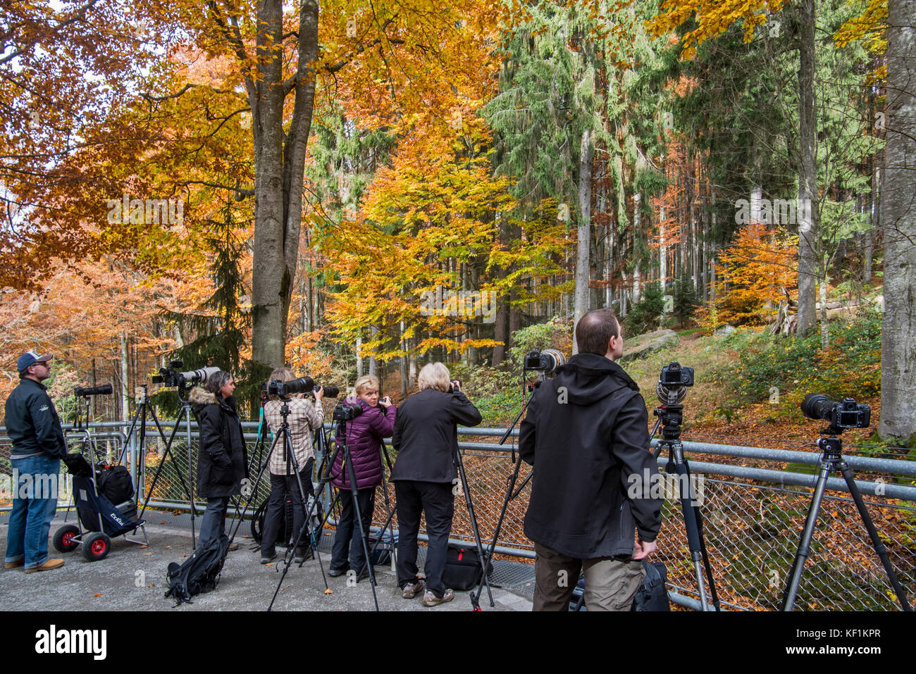 Nature photographers waiting at the wolf enclosure to photograph wolves in the Bavarian Forest National Park / Nationalpark Bayerischer Wald, Germany Stock Photo